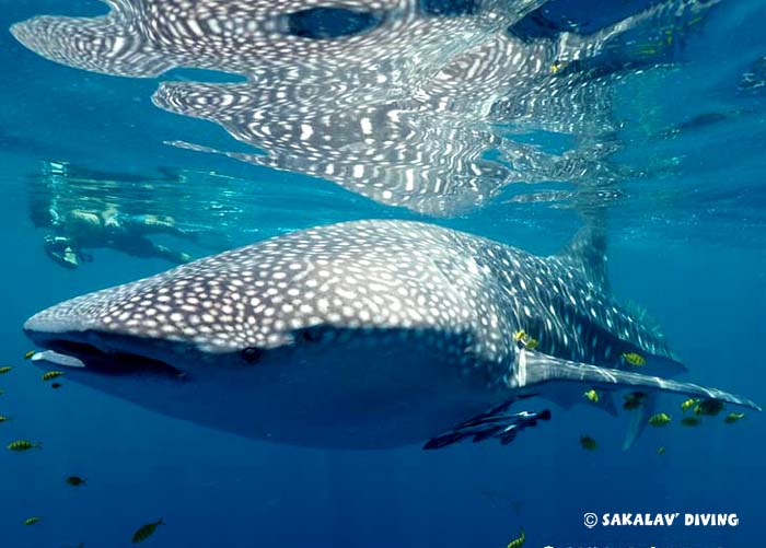 Snorkeling with whale sharks in Nosy Be